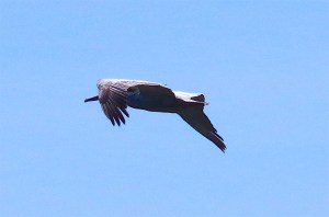 Pelican Dive, Sandy Point Abaco (Keith Salvesen) 02