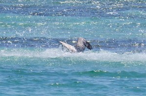 Pelican Dive, Sandy Point Abaco (Keith Salvesen) 05