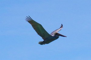 Pelican Dive, Sandy Point Abaco (Keith Salvesen) 10