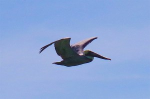 Pelican Dive, Sandy Point Abaco (Keith Salvesen) 11