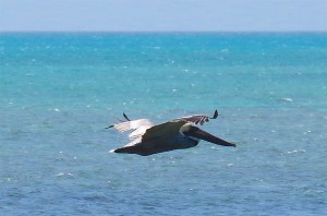 Pelican Dive, Sandy Point Abaco (Keith Salvesen) 12