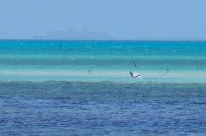 Pelican Dive, Sandy Point Abaco (Keith Salvesen) 13