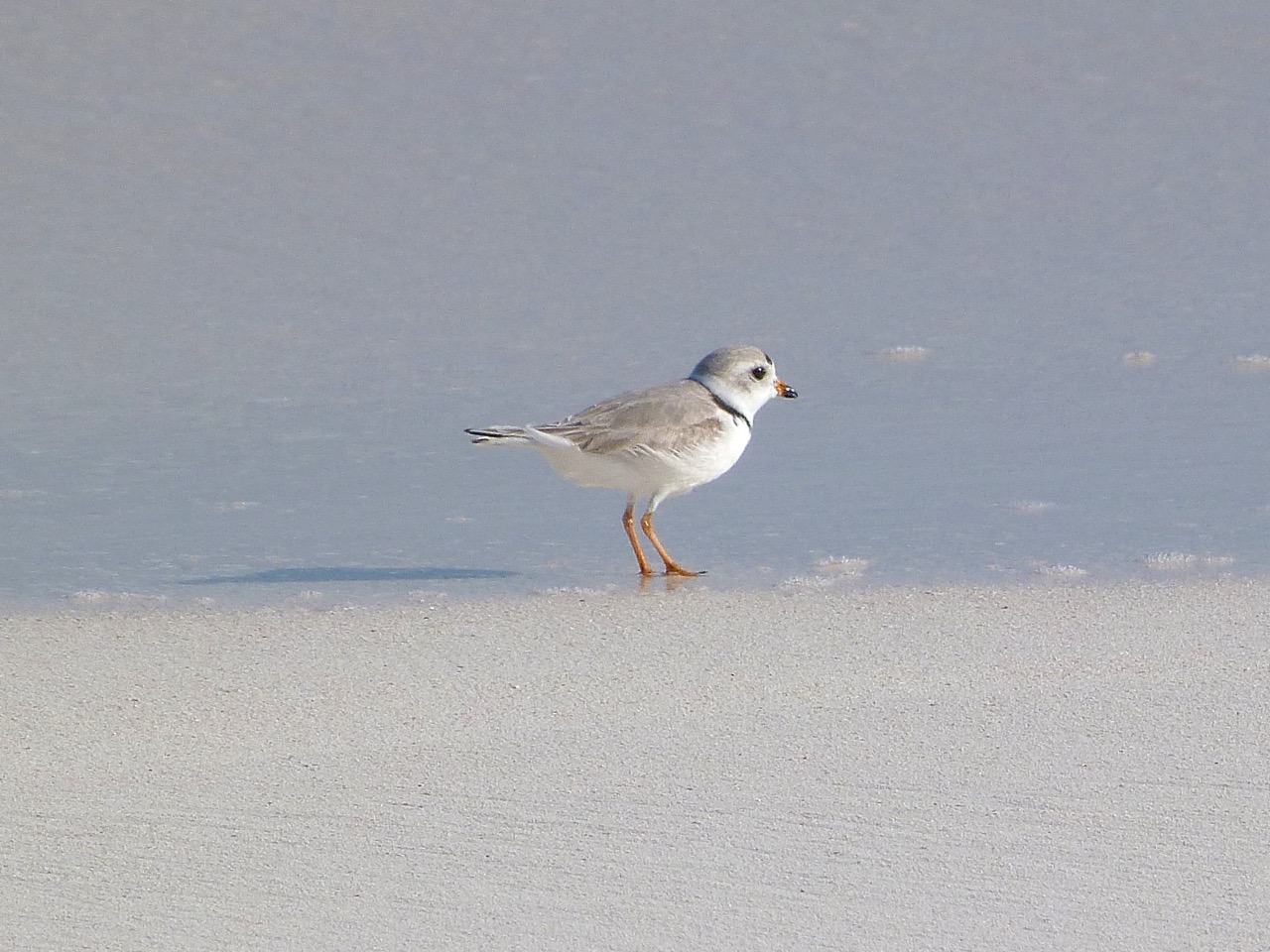 Piping Plovers, Delphi, Abaco A (Keith Salvesen)2