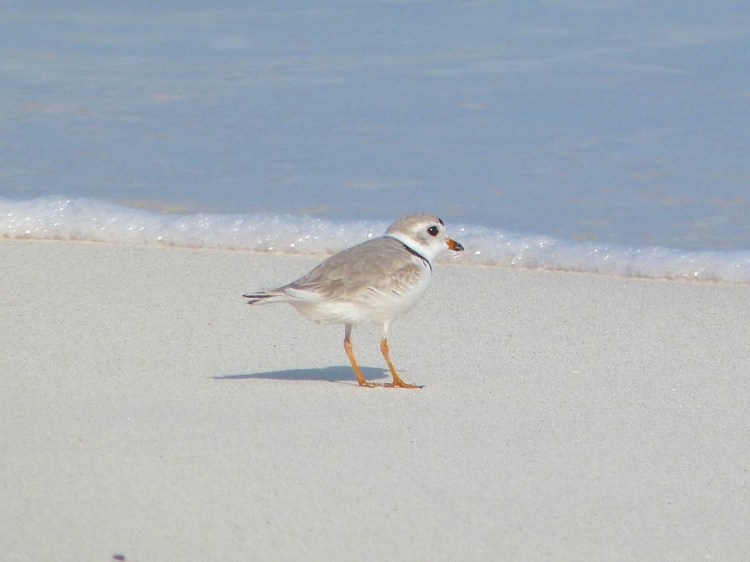 Piping Plover on Abaco Bahamas (Keith Salvesen)