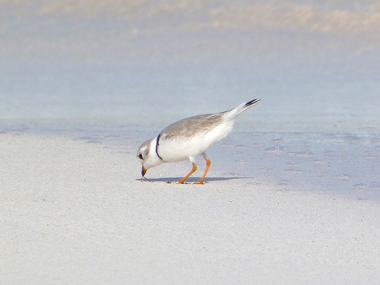 Piping Plovers, Delphi, Abaco A (Keith Salvesen)5
