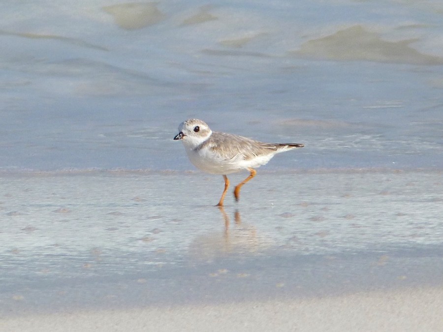 Piping Plovers, Delphi, Abaco A (Keith Salvesen)6