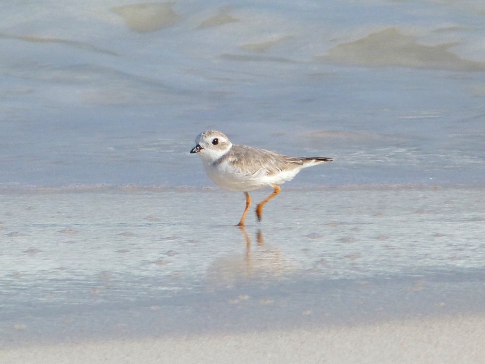 Piping Plovers, Delphi, Abaco A (Keith Salvesen)6