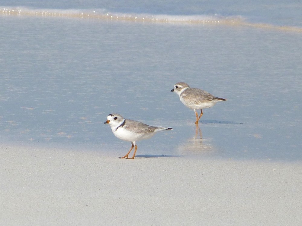 Piping Plovers, Delphi, Abaco A (Keith Salvesen)7