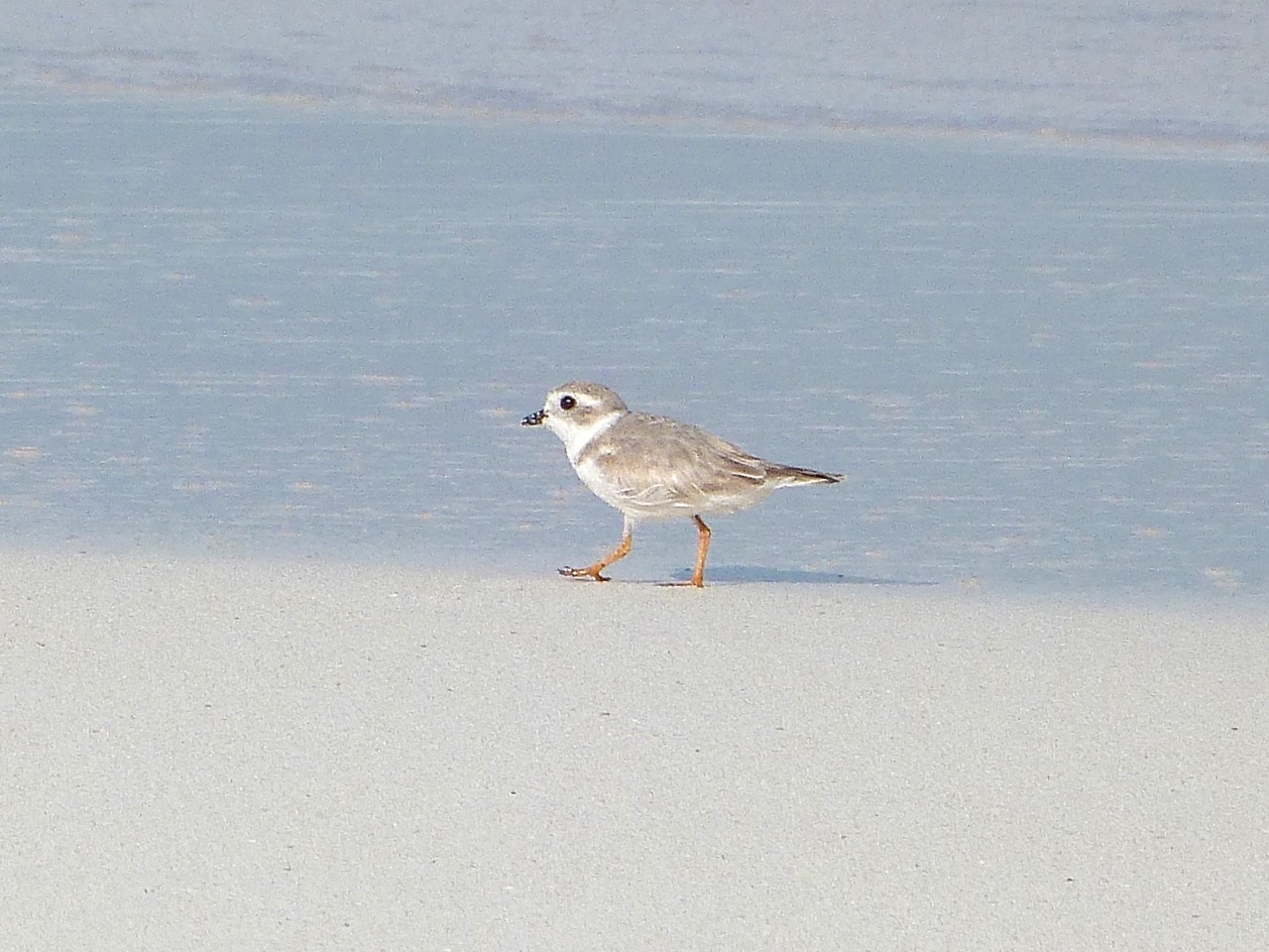 Piping Plovers, Delphi, Abaco A (Keith Salvesen)8