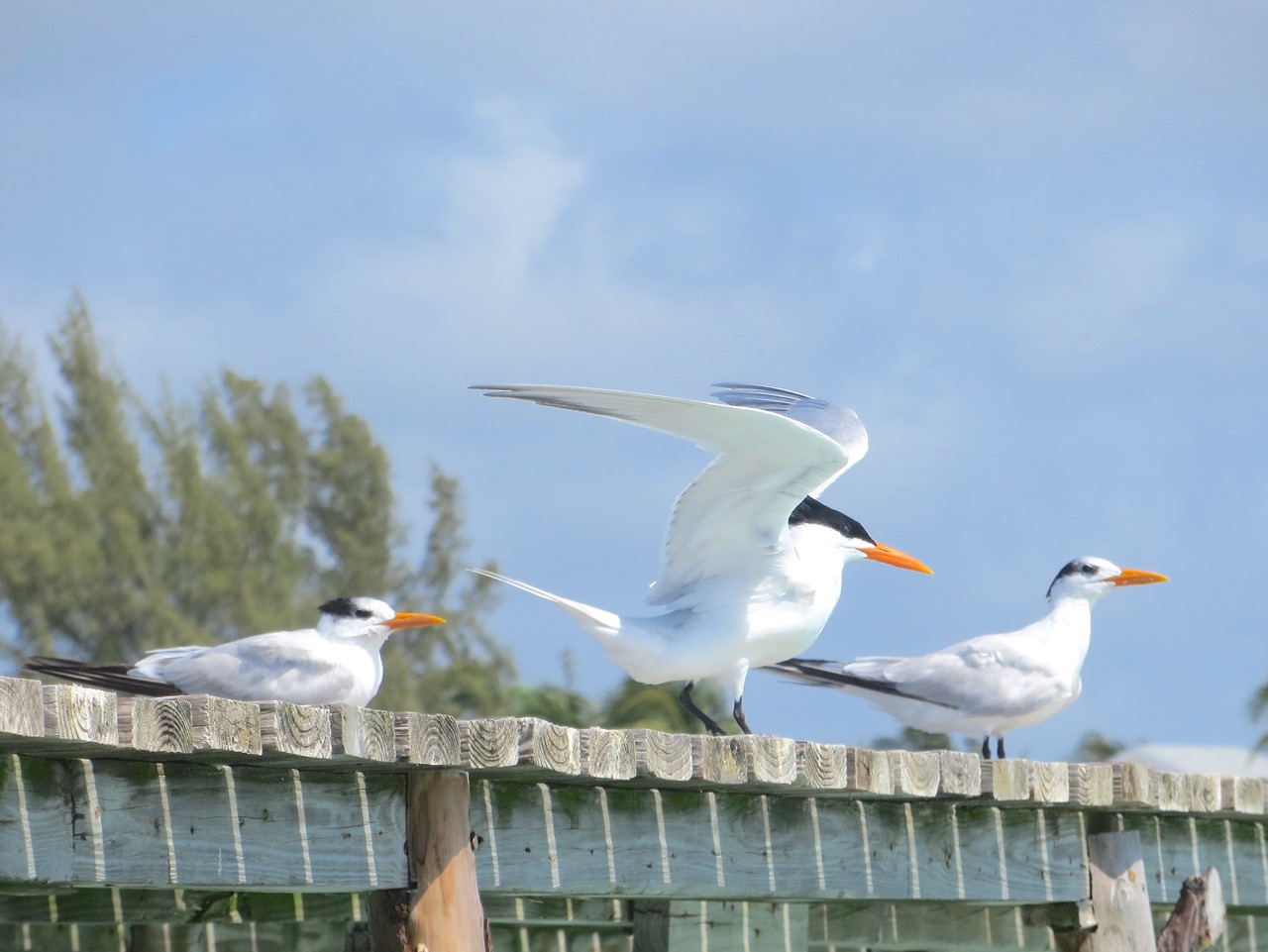 Royal Terns Cherokee Abaco (Keith Salvesen) 2