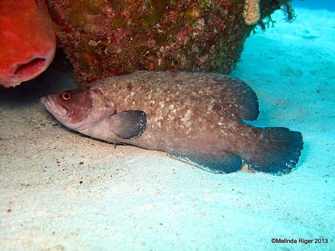 Soapfish © Melinda Riger @GB Scuba