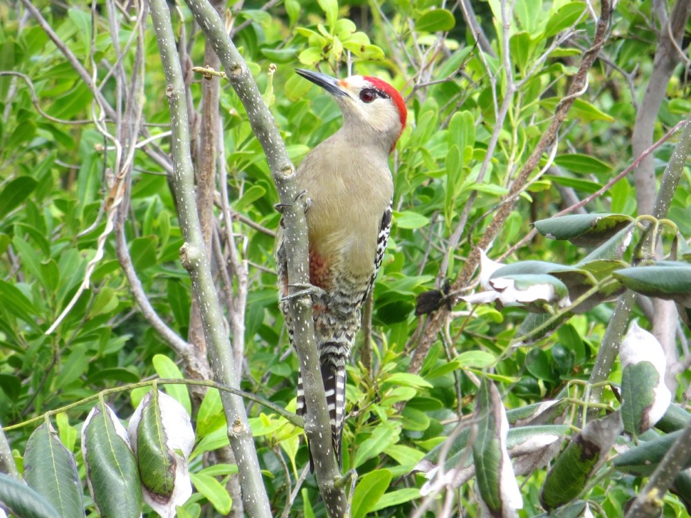 West Indian Woodpecker, Delphi, Abaco (Keith Salvesen)1
