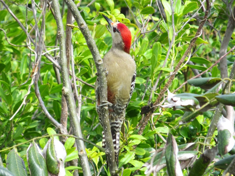 West Indian Woodpecker, Delphi, Abaco (Keith Salvesen)2