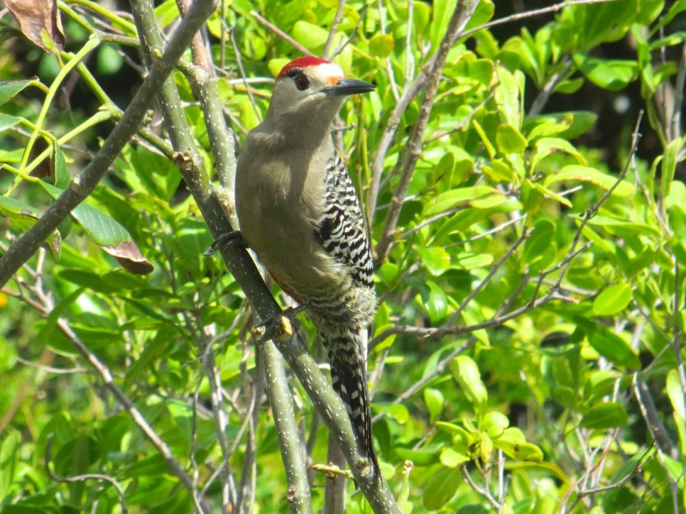 West Indian Woodpecker, Delphi, Abaco (Keith Salvesen)5