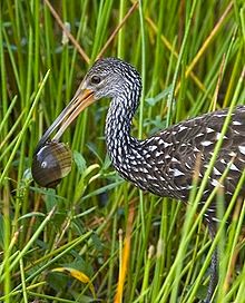 220px-Limpkin-snail2
