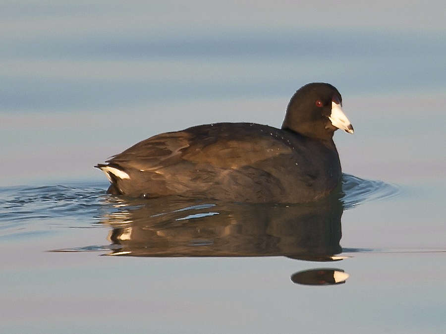 American Coot.Abaco Bahamas (Tom Sheley)