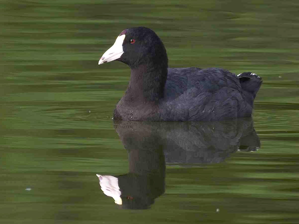 American Coot.Treasure Cay, Abaco Bahamas.Tom Sheley