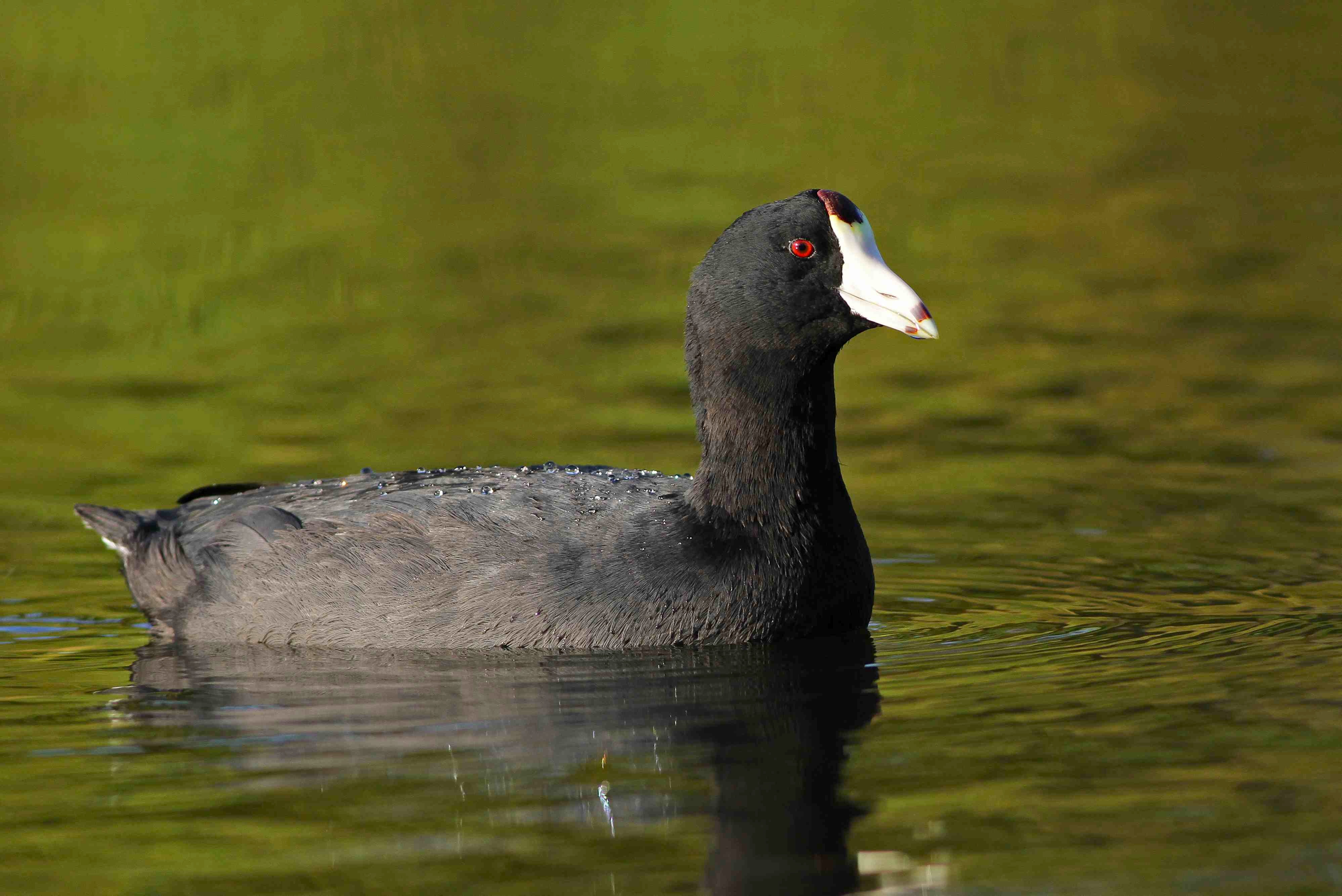 American Coot - Bahamas - Great Abaco - Gerlinde Taurer