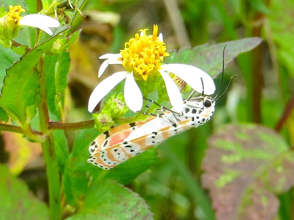 Bella Moth, Neem Farm, Abaco (Keith Salvesen) 1