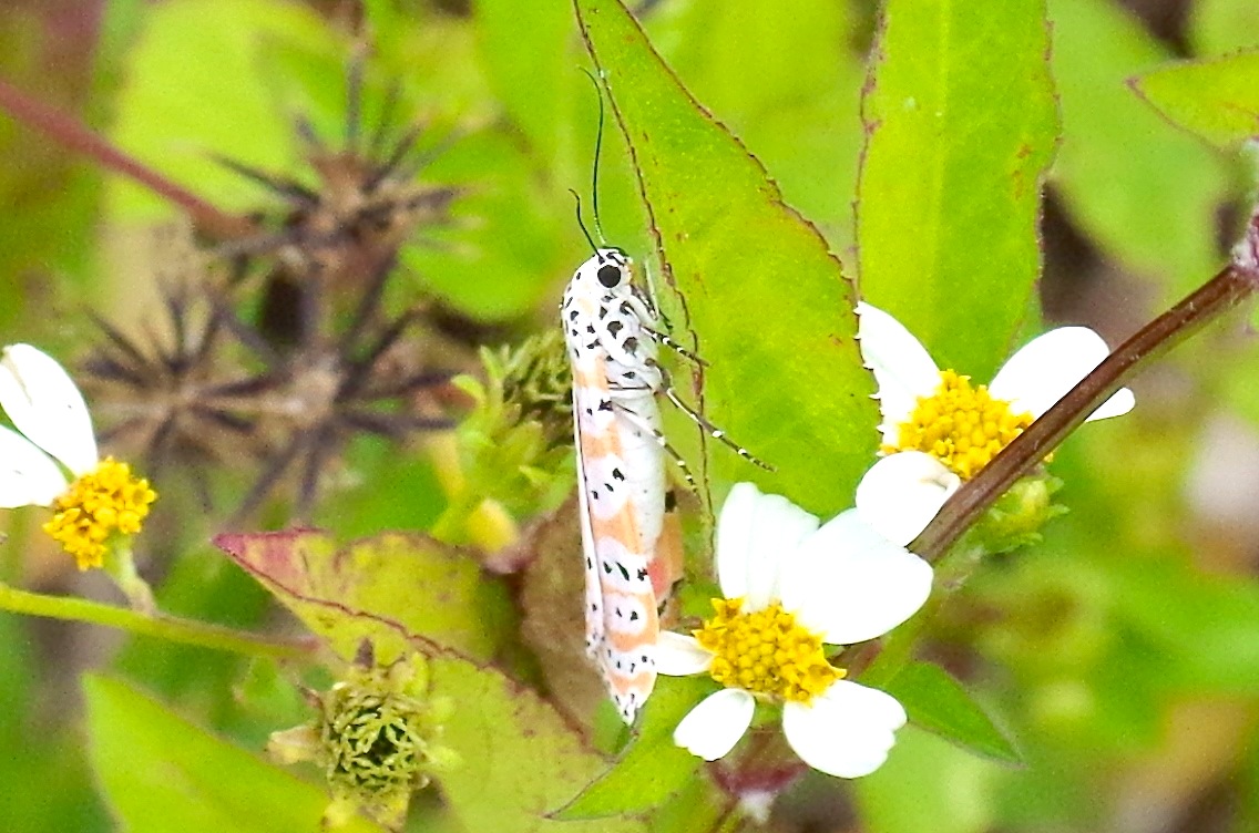 Bella Moth, Neem Farm, Abaco (Keith Salvesen) 2