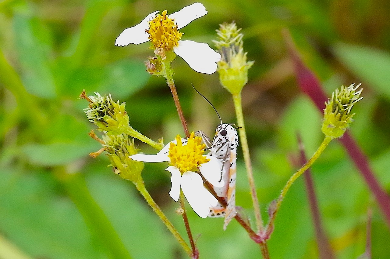Bella Moth, Neem Farm, Abaco (Keith Salvesen) 4