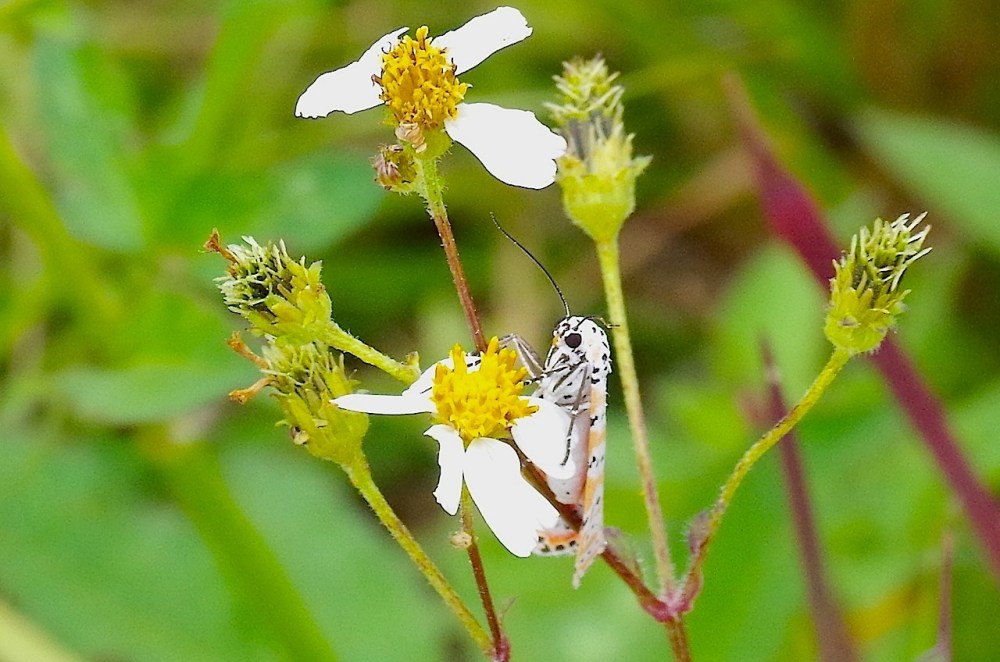 Bella Moth, Neem Farm, Abaco (Keith Salvesen) 4