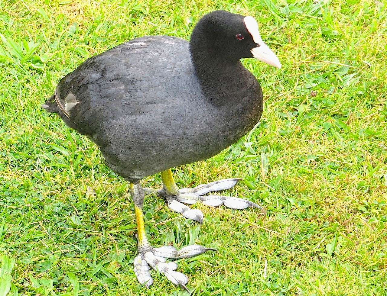 Coot, showing feet (Keith Salvesen)