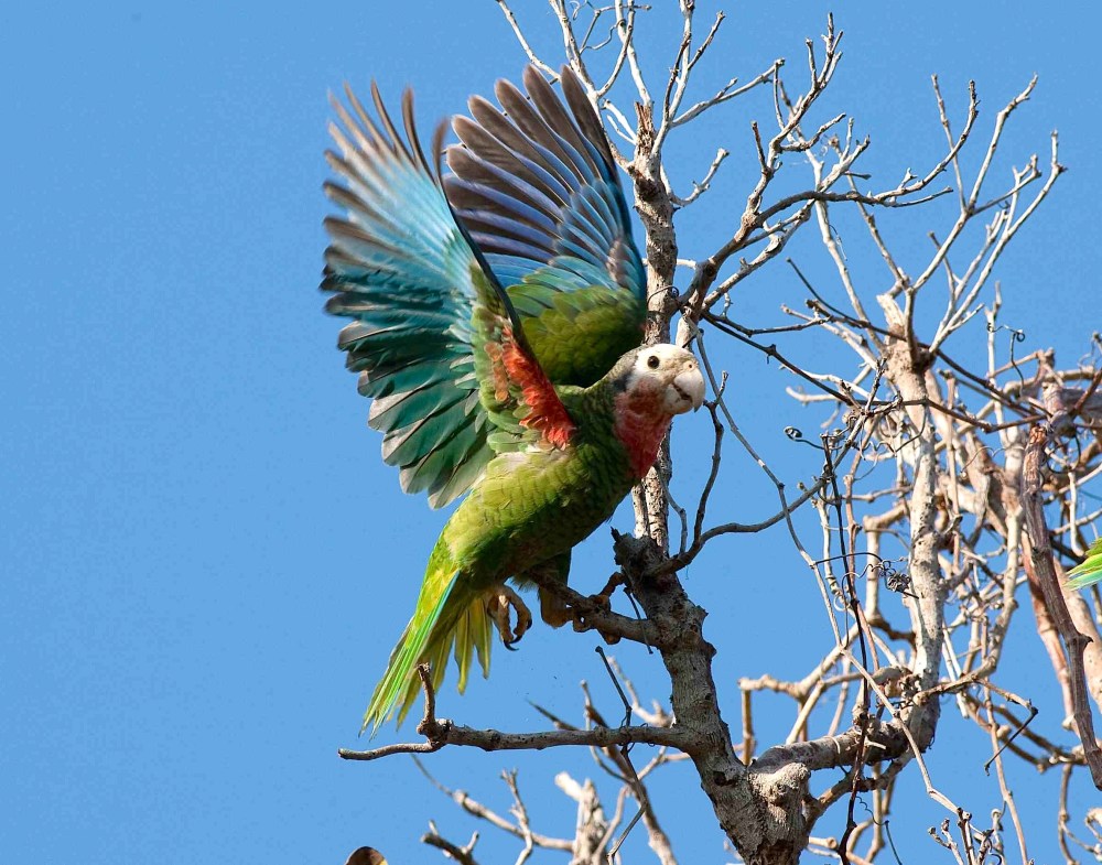 Abaco (Cuban) Parrot, Delphi, Abaco (Craig Nash)
