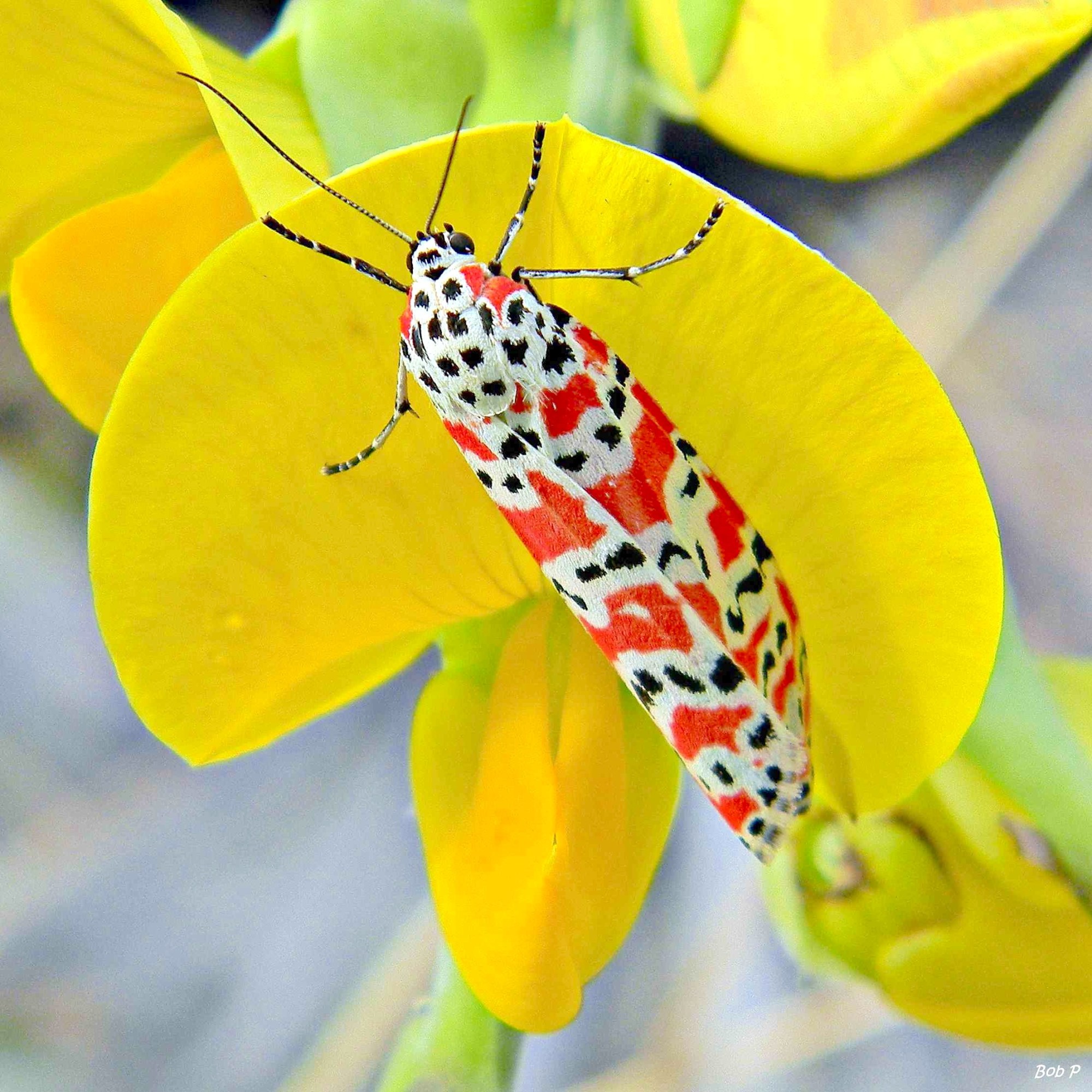 Bel Moth BELLA MOTHS: COLOURFUL, POISONOUS & PROMISCUOUS | ROLLING HARBOUR ABACO