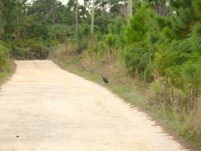 Limpkin, Delphi, Abaco (RH) 1
