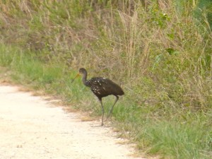Limpkin, Delphi, Abaco (RH) 2