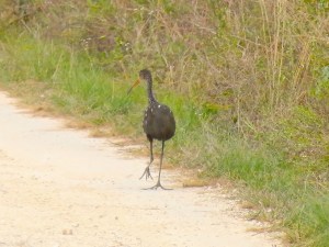 Limpkin, Delphi, Abaco (RH) 3