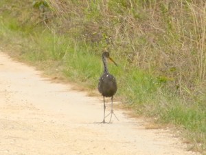 Limpkin, Delphi, Abaco (RH) 4