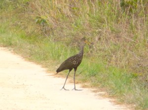 Limpkin, Delphi, Abaco (RH) 6