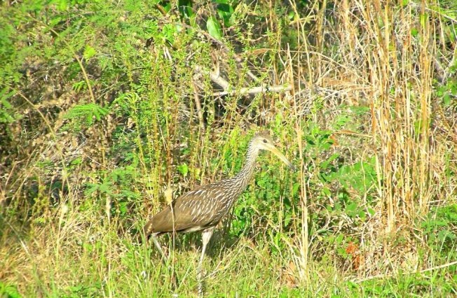 Limpkin Gilpin Point, Abaco (Troy Mailis)