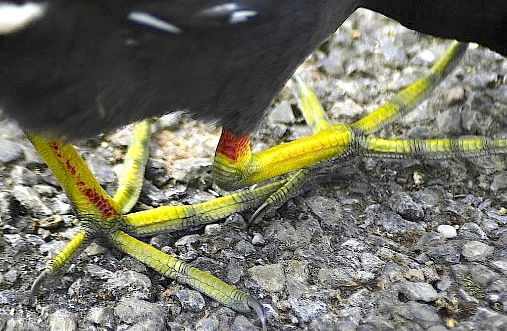 moorhen_feet-mehmet-kartuk-wikijpg-copy