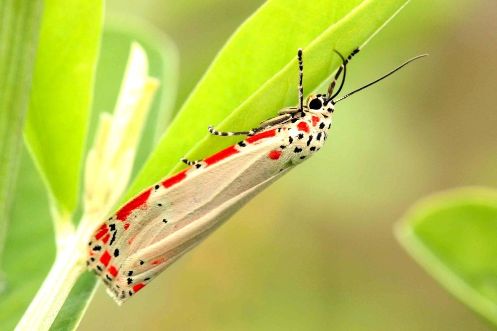 Ornate_moth_(Utetheisa_ornatrix) Charles J Sharp wiki