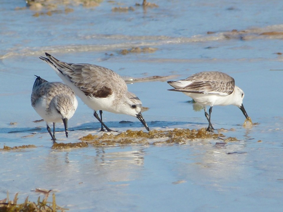 Sanderling Trio, Delphi Beach, Abaco (Keith Salvesen) 2