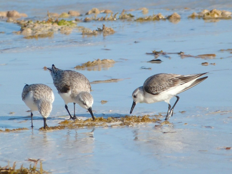 Sanderling Trio, Delphi Beach, Abaco (Keith Salvesen) 3