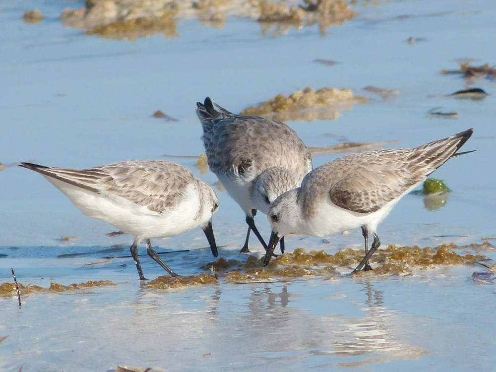 Sanderlings, Abaco (Keith Salvesen)