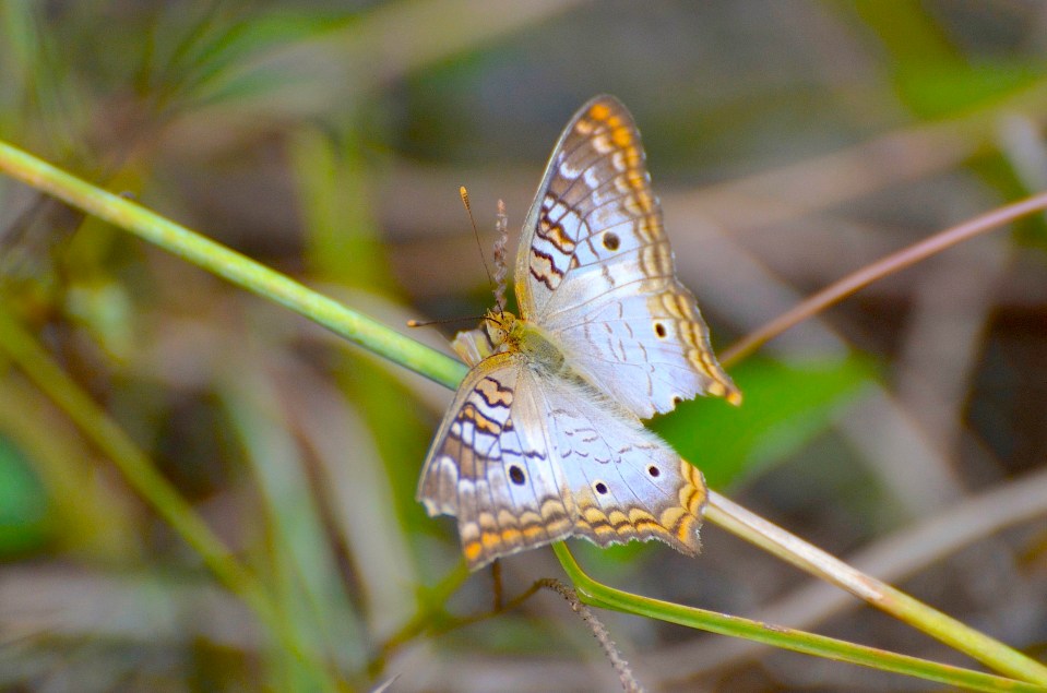 White Peacock, Abaco DSC_4786 (Charlie Skinner)