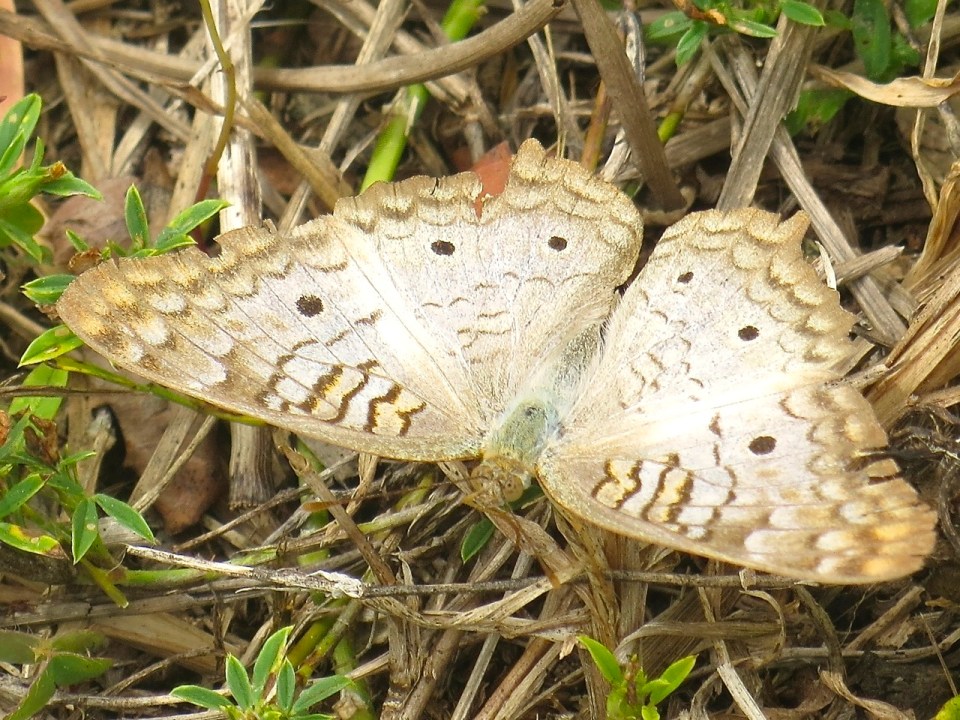 White Peacock Butterfly, Abaco (Keith Salvesen) 1