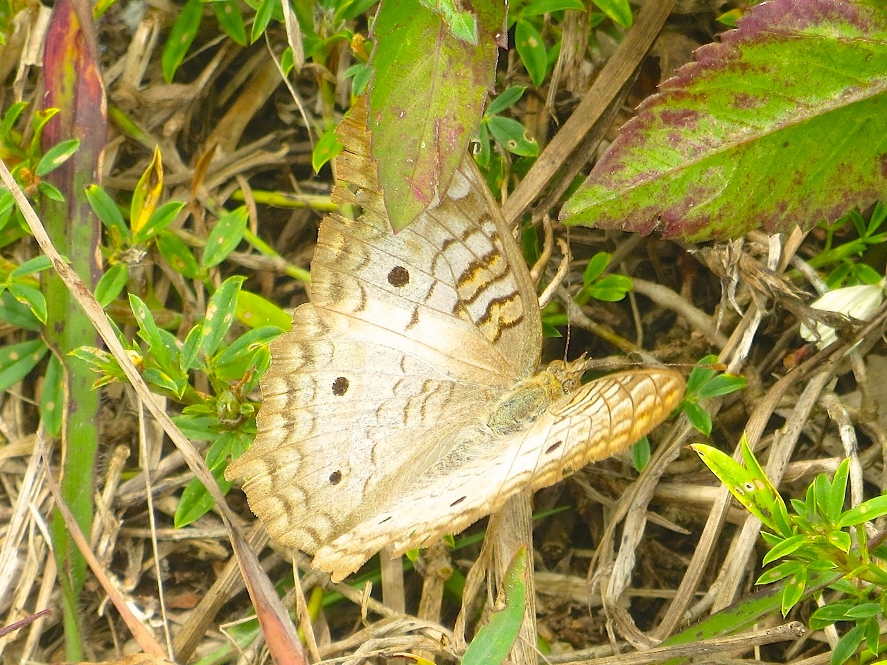 White Peacock Butterfly, Abaco (Keith Salvesen) 2