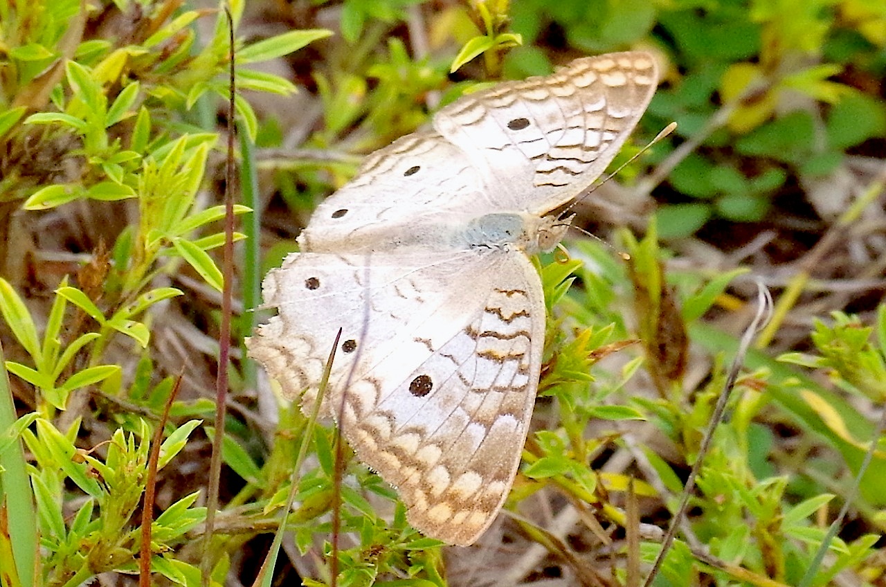 White Peacock Butterfly, Abaco (Keith Salvesen) 3