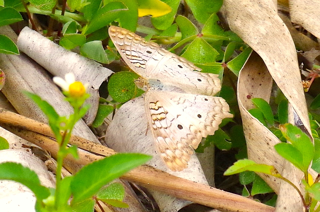 White Peacock Butterfly, Abaco (Keith Salvesen) 4