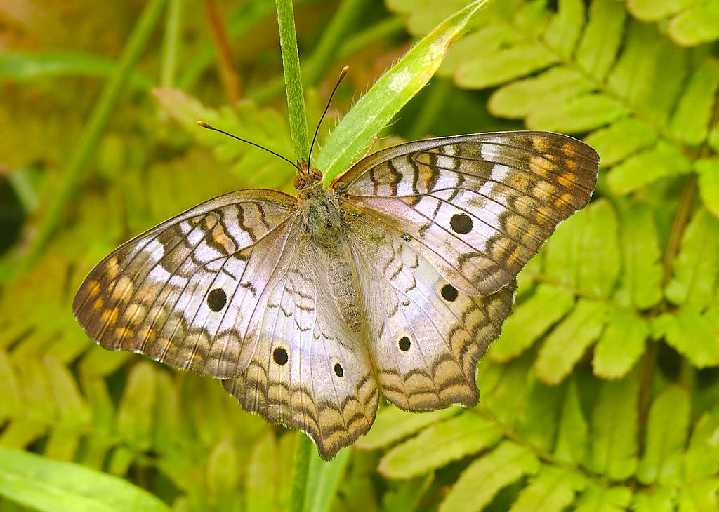 WhitePeacock (Greg Hume)