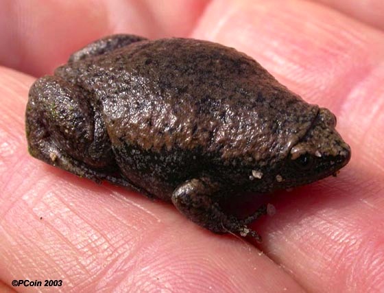 Eastern narrow-mouthed toad (P. Coin / ABSCI)