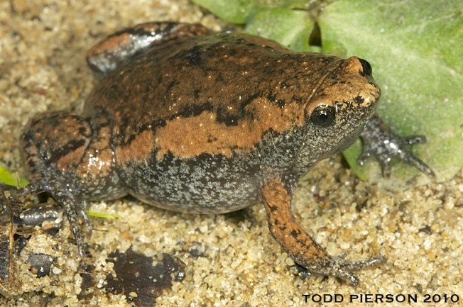 Eastern narrow-mouthed toad (Todd Pearson / ABSCI)