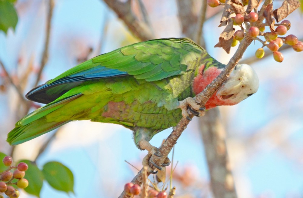 Abaco Parrot (Duncan Mullis)