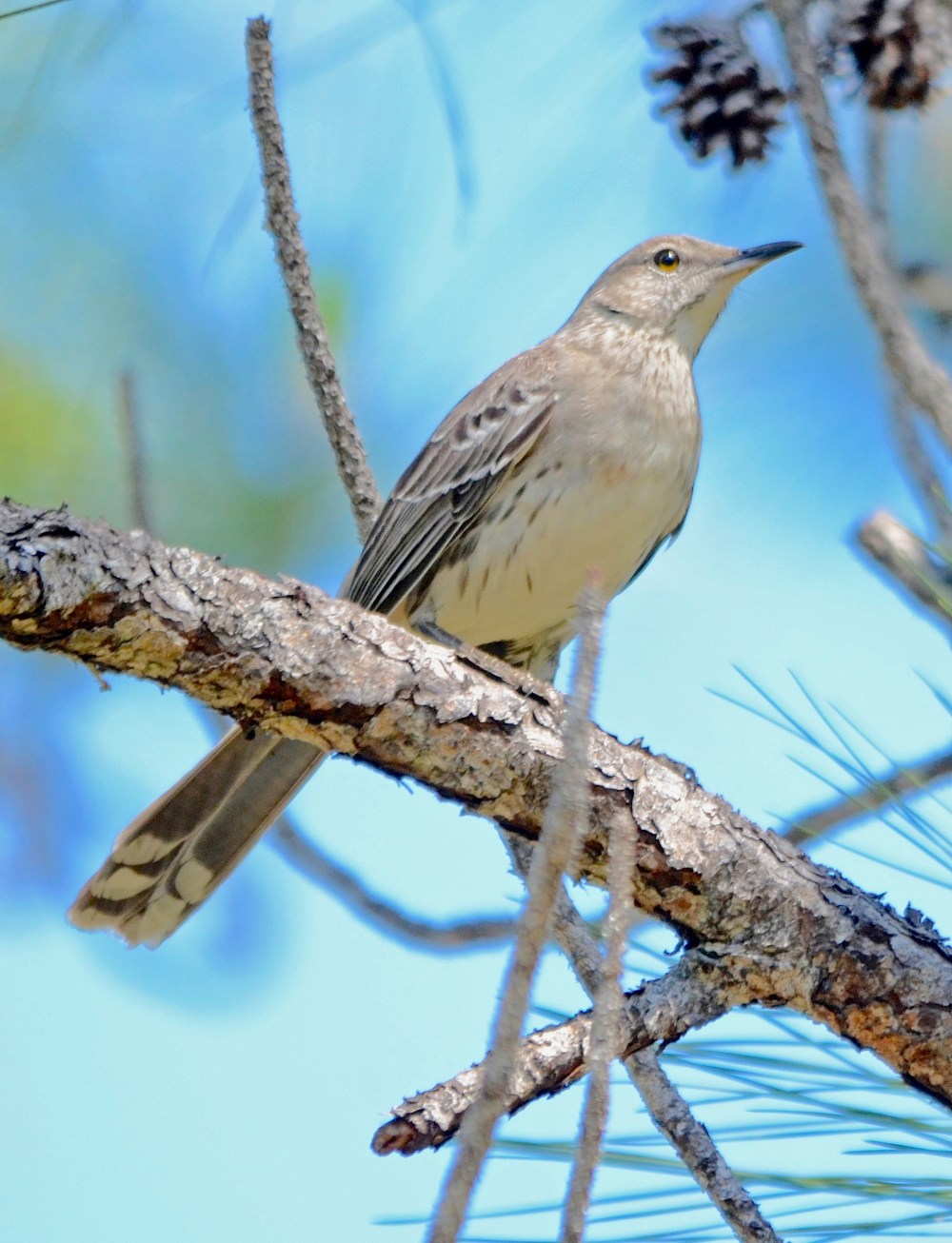 Bahama Mockingbird, Abaco (Duncan Mullis)